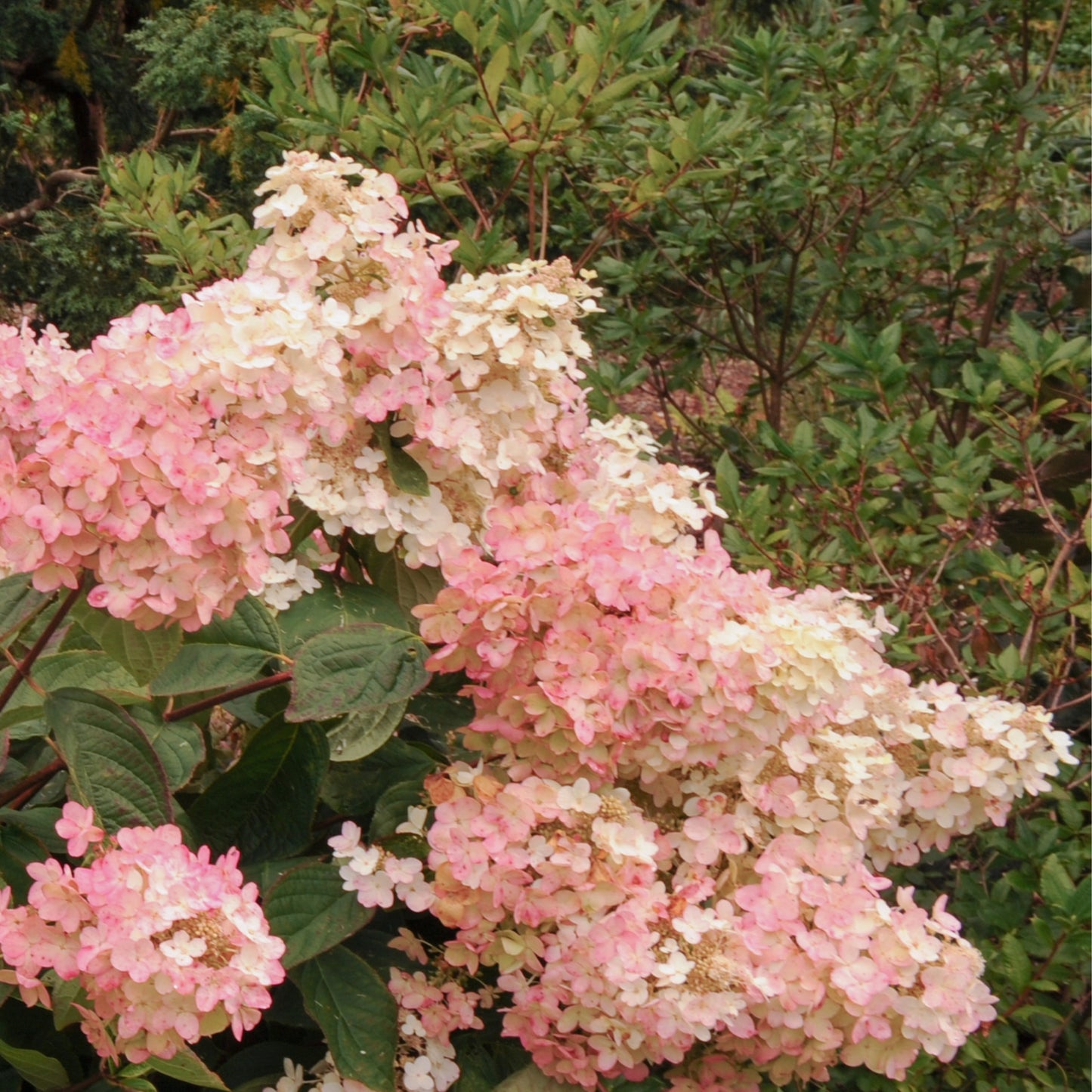 Hortensia - 3 Pzs - Hydrangea Paniculata 'pink Lady' - Altura 25-40cm - ⌀9cm