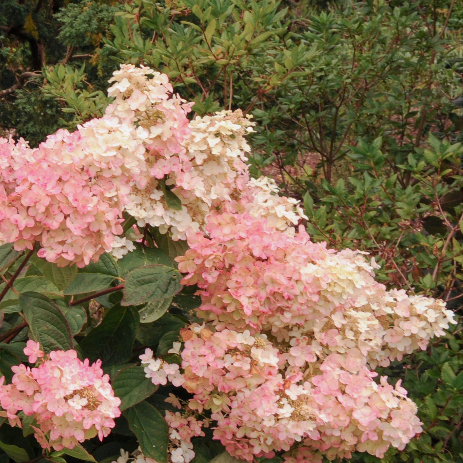 Hortensia - 3 Pzs - Hydrangea Paniculata 'pink Lady' - Altura 25-40cm - ⌀9cm