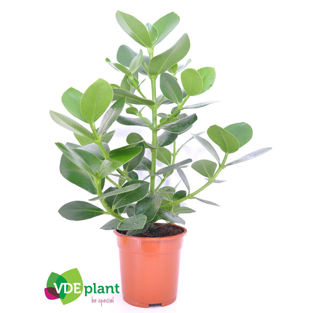Clusia Rosea M17 50cm_0