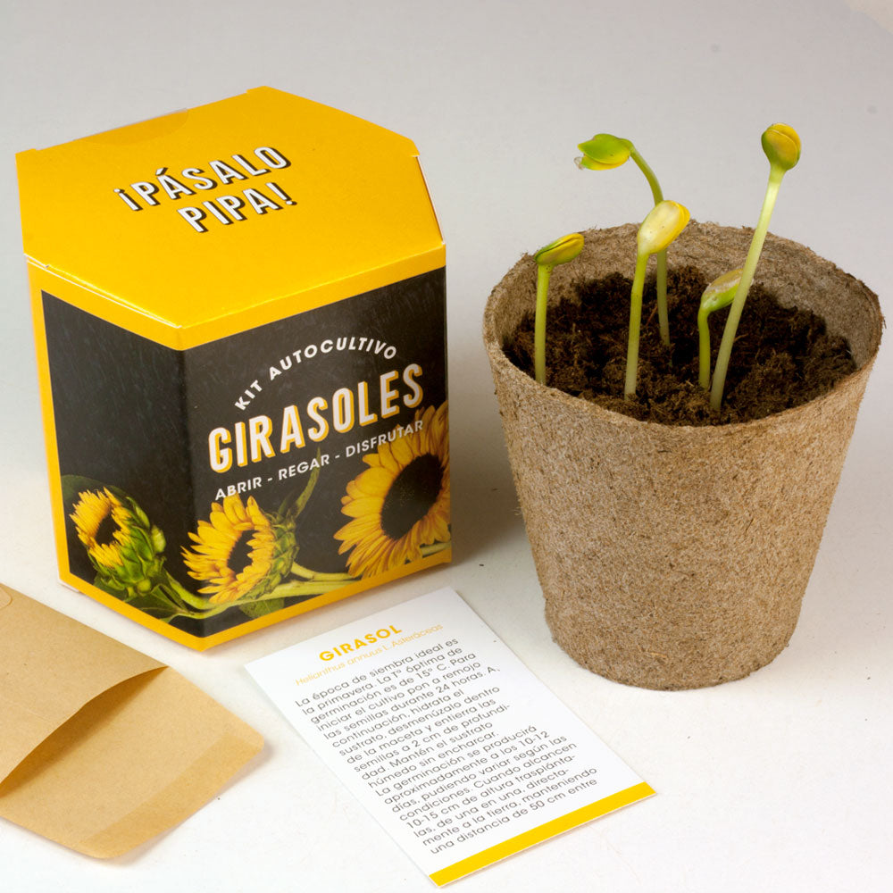 Kit Autocultivo Girasoles Cultiva Flores Grandes y Luminosas en Casa - Resetea_2