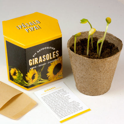 Kit Autocultivo Girasoles Cultiva Flores Grandes y Luminosas en Casa - Resetea_2