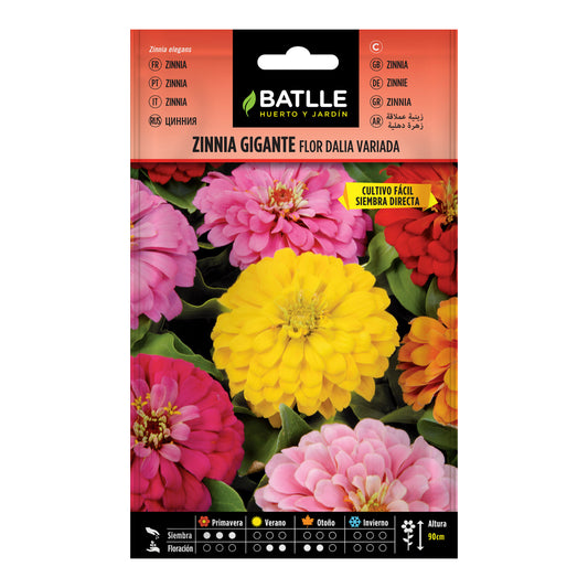 Semillas de Zinnia gigante flor Dalia variada Batlle