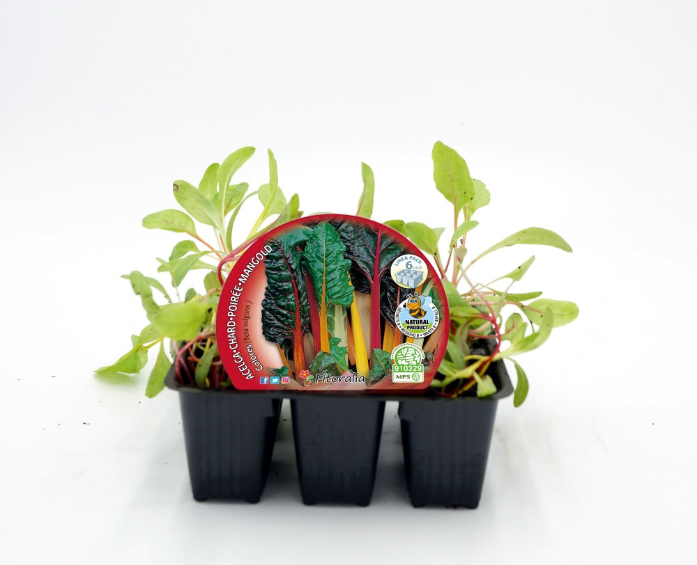 Pack Plantones Acelga Colores 6 Ud. Natural - Fitoralia
