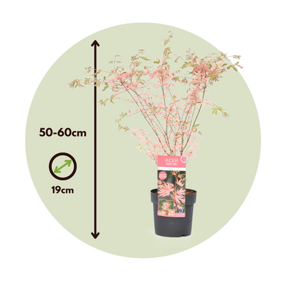 Arce Japonés - 2 Pzs - Acer Palmatum 'taylor' - Altura 50-60cm - ⌀19cm_2