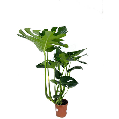 Monstera Deliciosa M17 70cm (costilla De Adán)_3