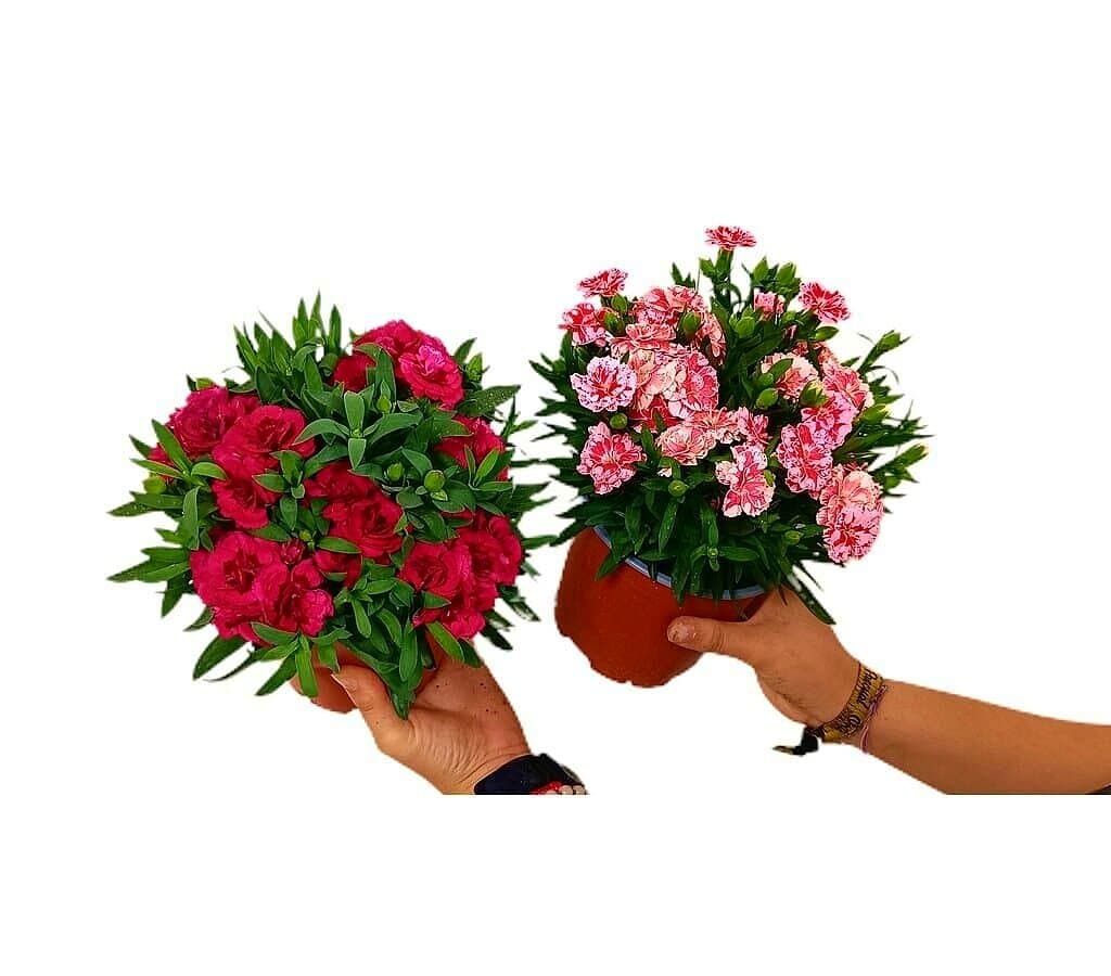 Clavel Carnelia M13_0