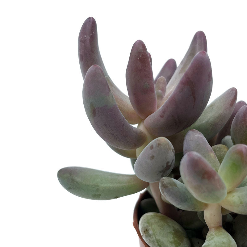 Pachysedum Ganzhou Cactus Y Suculentas