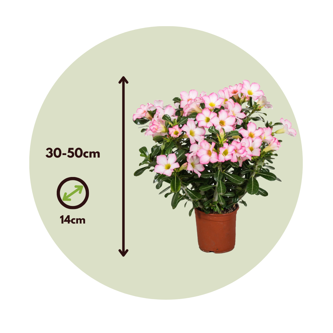 Rosa Del Desierto - Adenium Obesum 'pink Star' - Altura 30-50cm - ⌀14cm_2