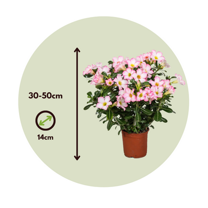 Rosa Del Desierto - Adenium Obesum 'pink Star' - Altura 30-50cm - ⌀14cm_2