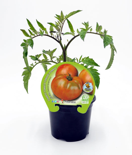 Plantón Tomate Híbrido Ensalada En Maceta 10,5 Cm. Natural - Fitoralia_0