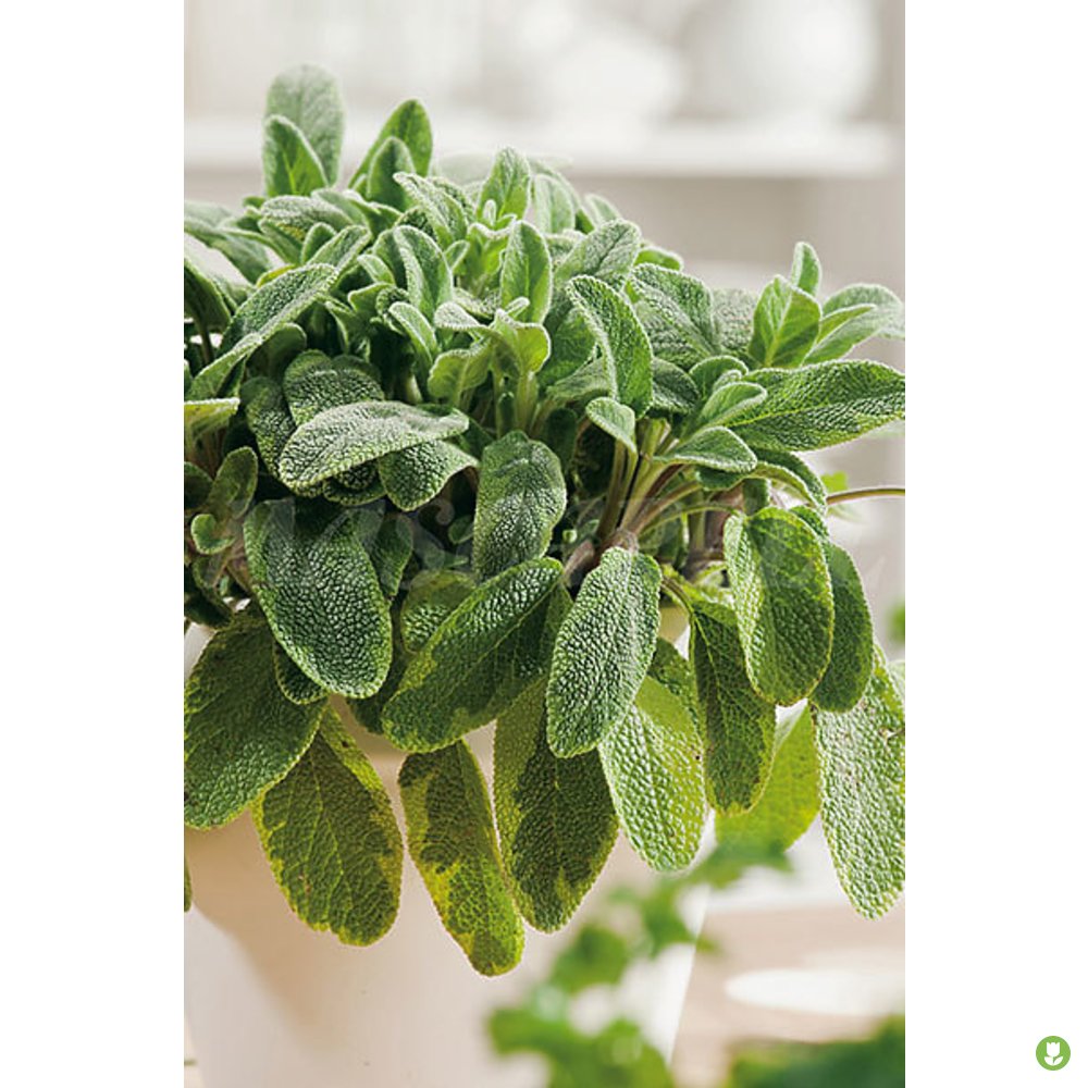 Semillas Salvia Officinalis 1gm