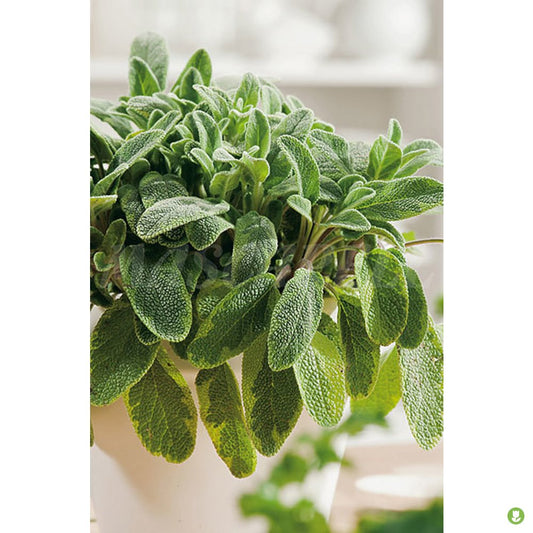 Semillas Salvia Officinalis 1gm_0