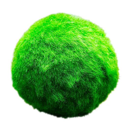 Bolas De Musgo Marimo - 10 Unidades - Cladophora Aegagropila - 3 Cm_0
