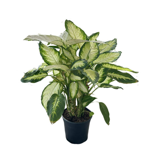Dieffenbachia Camila M17 Maceta 17cm_0