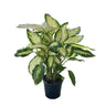 Dieffenbachia Camila M17