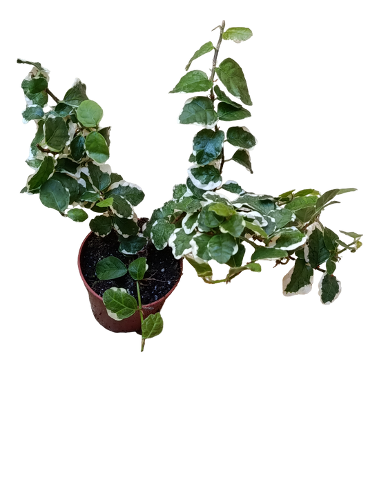 Mini Planta Ficus Sunny Enredadera Para Interior Y Terrarios Ø6_0