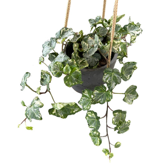 Hiedra Colgante Planta De Interior Y Exterior (hedera Spp.)_0