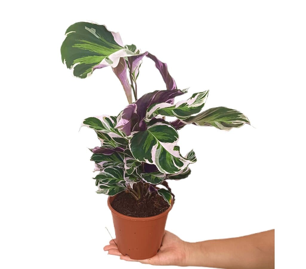 Calathea White Fusion M14 40cm_0