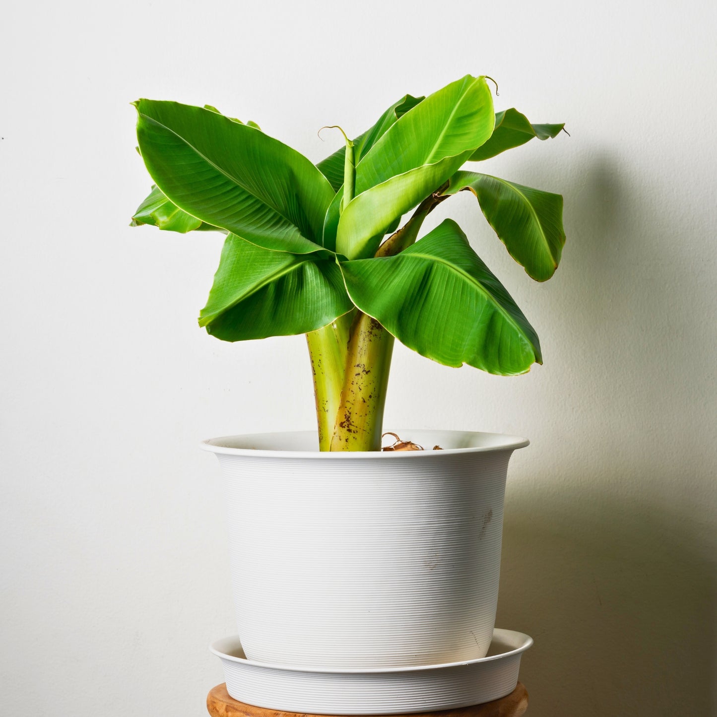 Platanera - 4 Pzs - Musa Basjoo - Altura 25-40cm - ⌀9cm