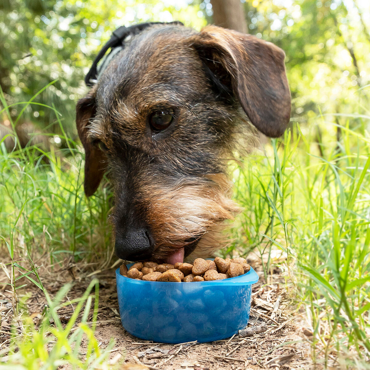 Botella Con Depósito De Agua Y Comida Para Mascotas 2 En 1 Pettap Innovagoods / Vetonek_1