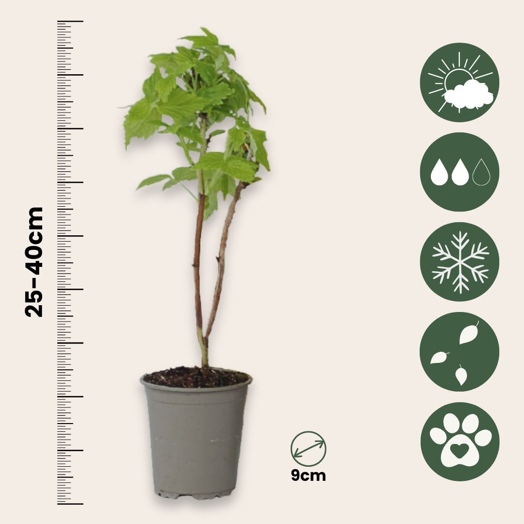 Frambueso - 3 Pzs - Rubus Idaeus 'fallgold' - Altura 25-40cm - ⌀9cm_2
