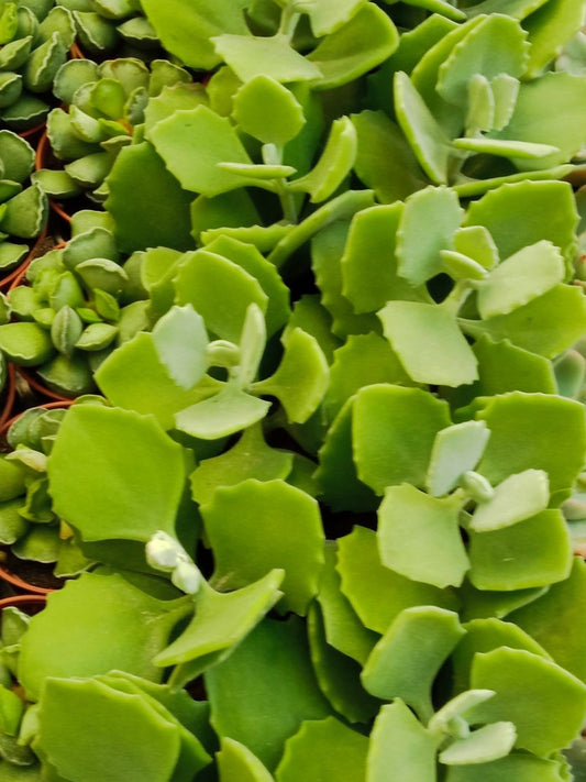 Kalanchoe Millotti Planta Suculenta Todo Terreno_0