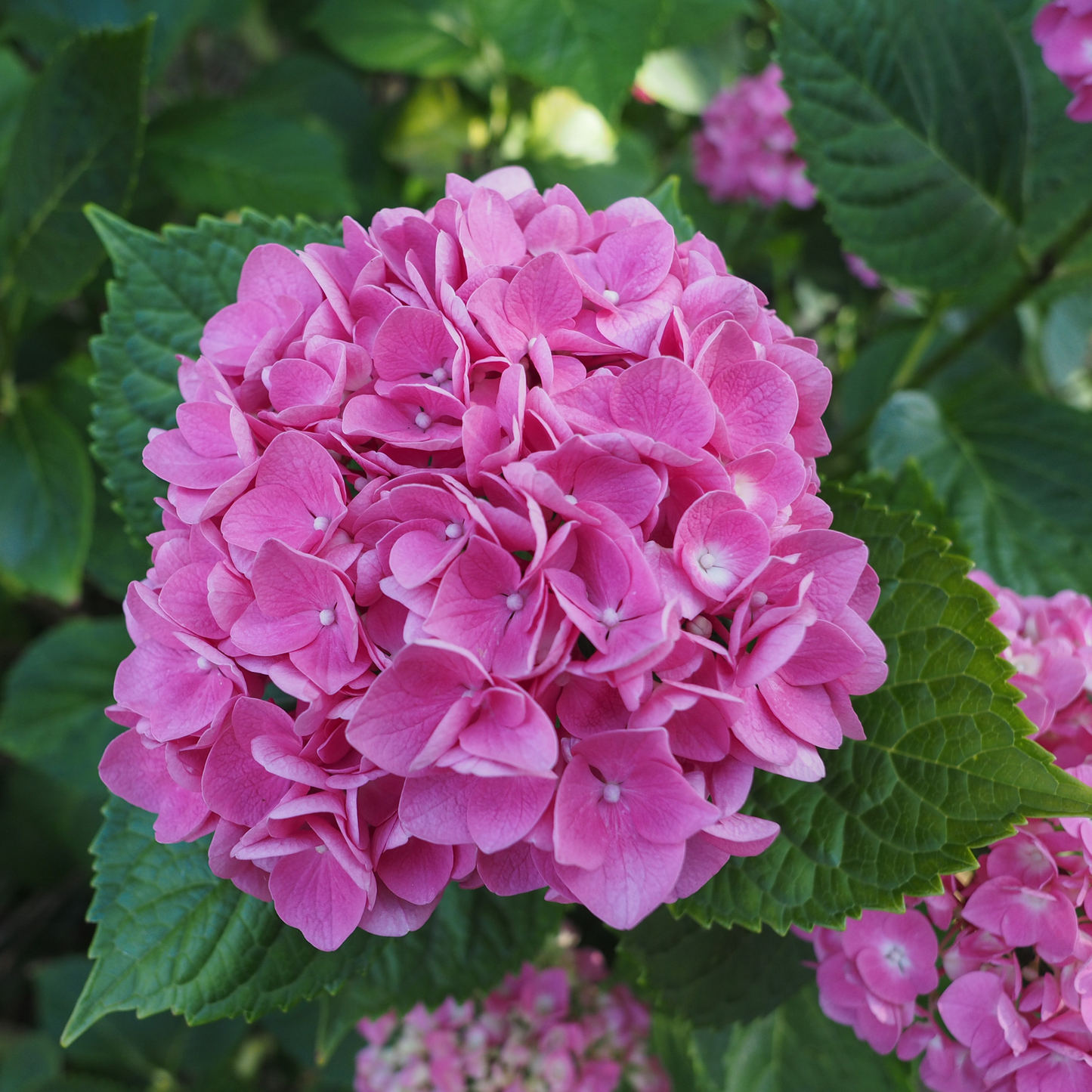 Hortensia - 3 Pzs - Hydrangea Macrophylla - Altura 25-40cm - ⌀9cm