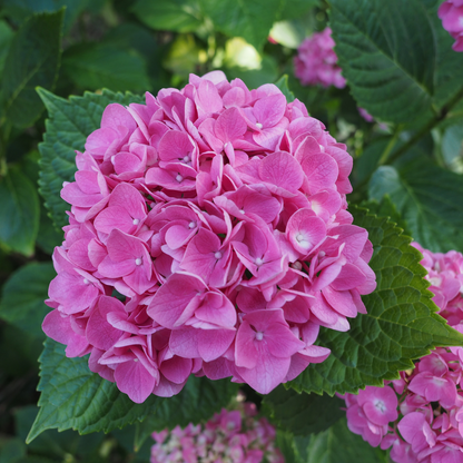 Hortensia - 3 Pzs - Hydrangea Macrophylla - Altura 25-40cm - ⌀9cm