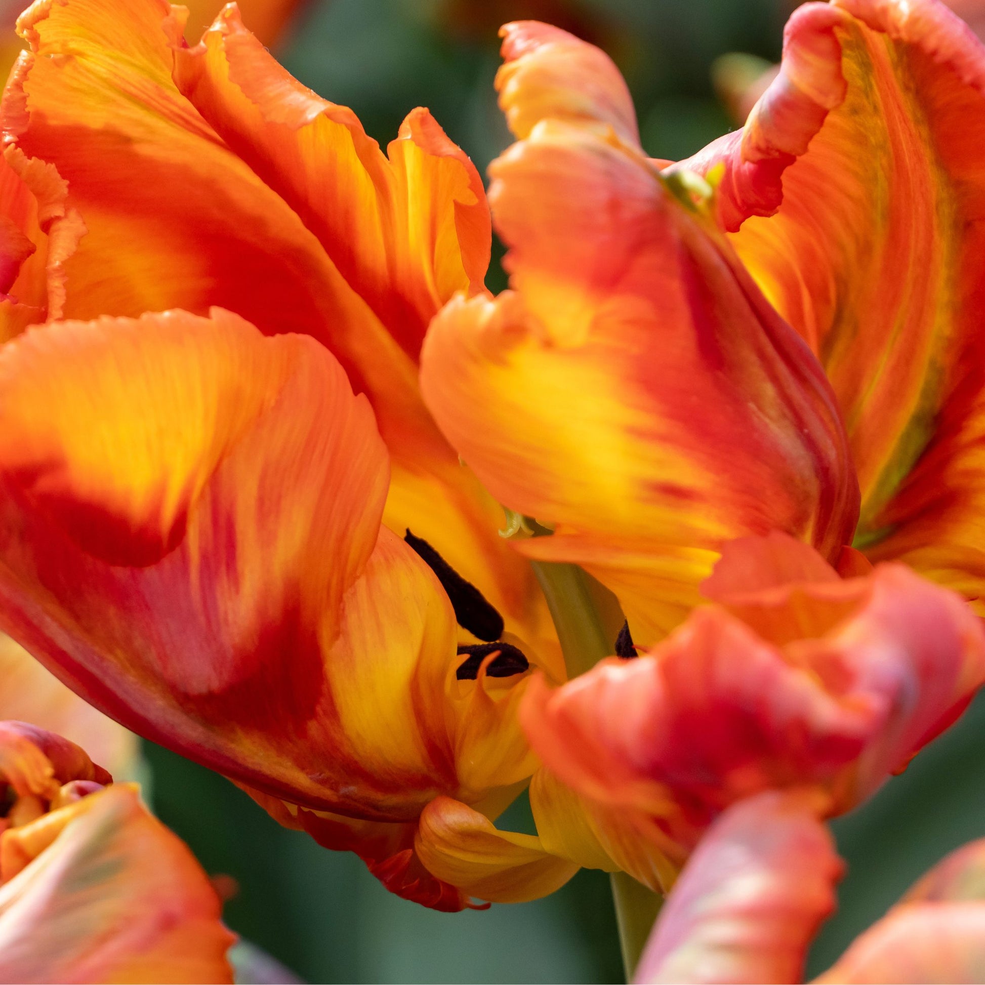 Bulbos De Tulipán - 20 Pzs - Tulipa 'rasta Parrot' - Bulbos De Flores - Blanco