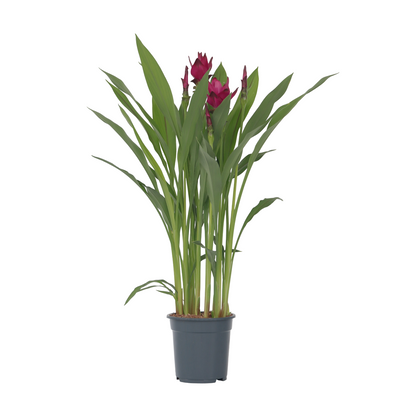 Tulipán De Siam - Curcuma Alismatifolia - Altura 70-90cm - ⌀19cm_0