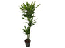 Dracena Fragans Gold Coast 3 Troncos 90-60-30 M22