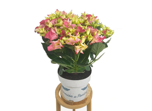 Hortensia J M17 50cm_0