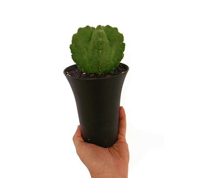 Astrophytum Myrostigma M12 20cm