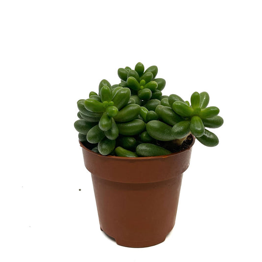 Sedum Hernandezii Cactus Y Suculentas M8,5 cm Ø_0