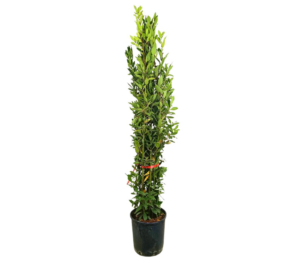 Laurus Nobilis M30 70-80cm (laurel)
