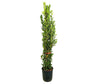Laurus Nobilis M30 70-80cm (laurel)