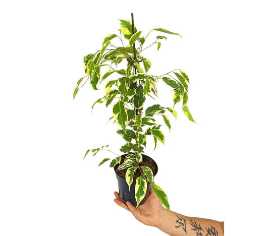 Ficus Benjamina Samantha M14 35cm_0