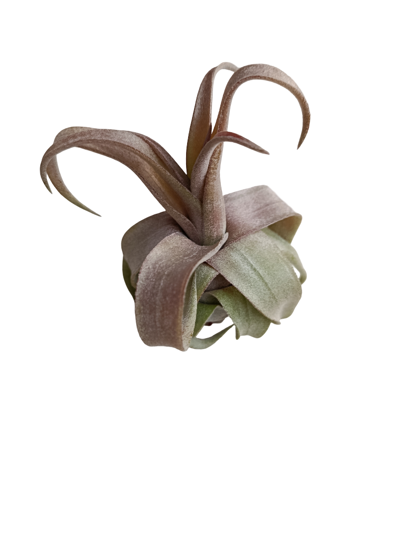 Tillandsia Streptophylla S Pequeña 5 Cms_0