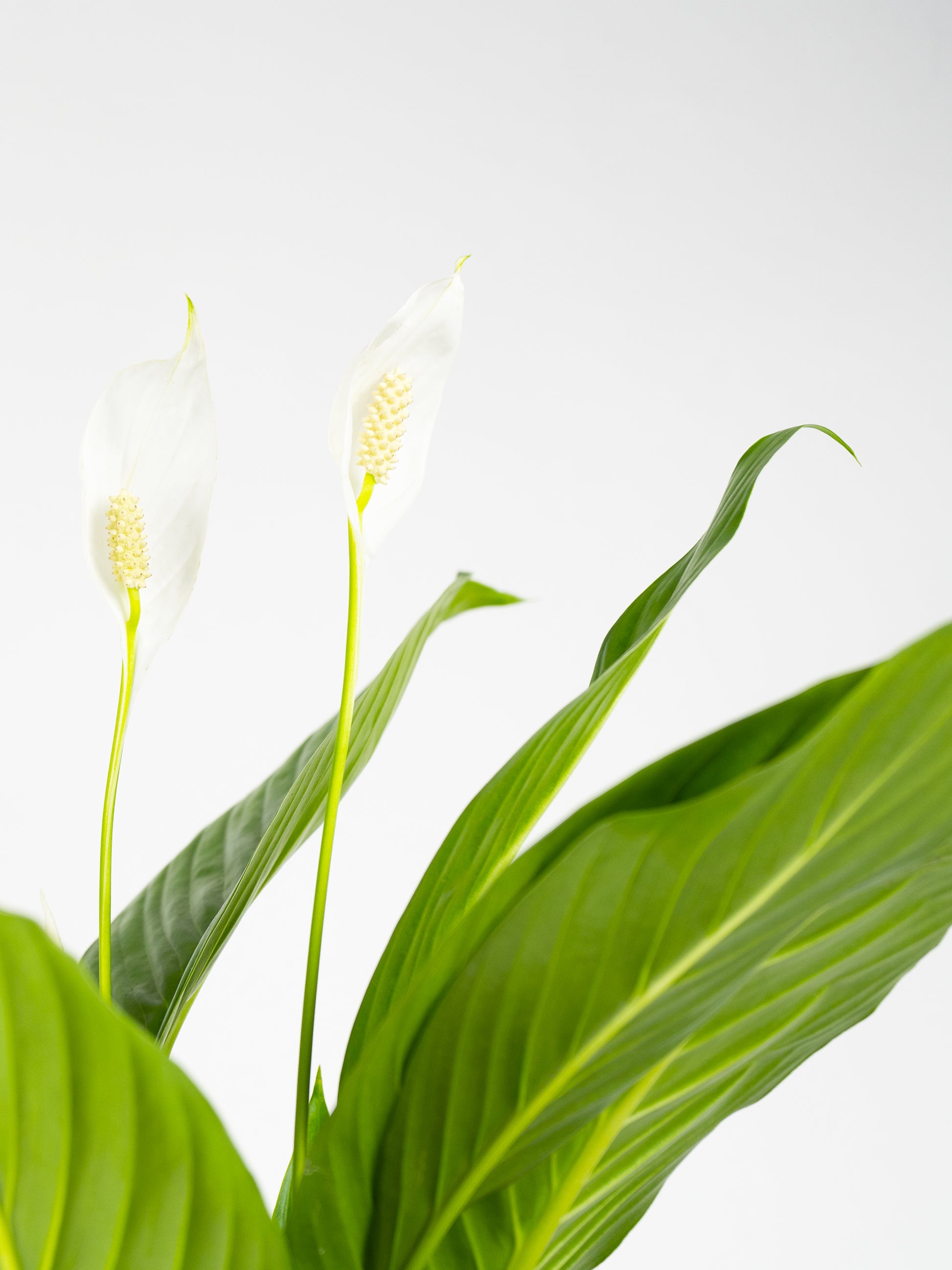 Spathiphyllum O Cuna De Moisés | Altura 75cm - Maceta 17cm