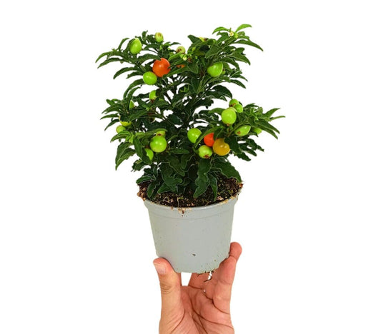 Solanum Pseudocapsicum M10 (mirto)_0