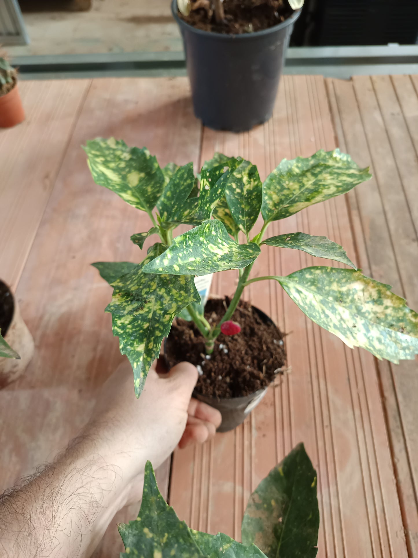 Aucuba J Crotonifolia Laurel Manchado Planta