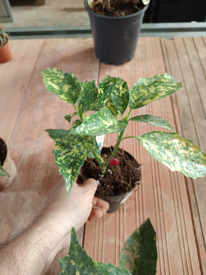 Aucuba J Crotonifolia Laurel Manchado Planta