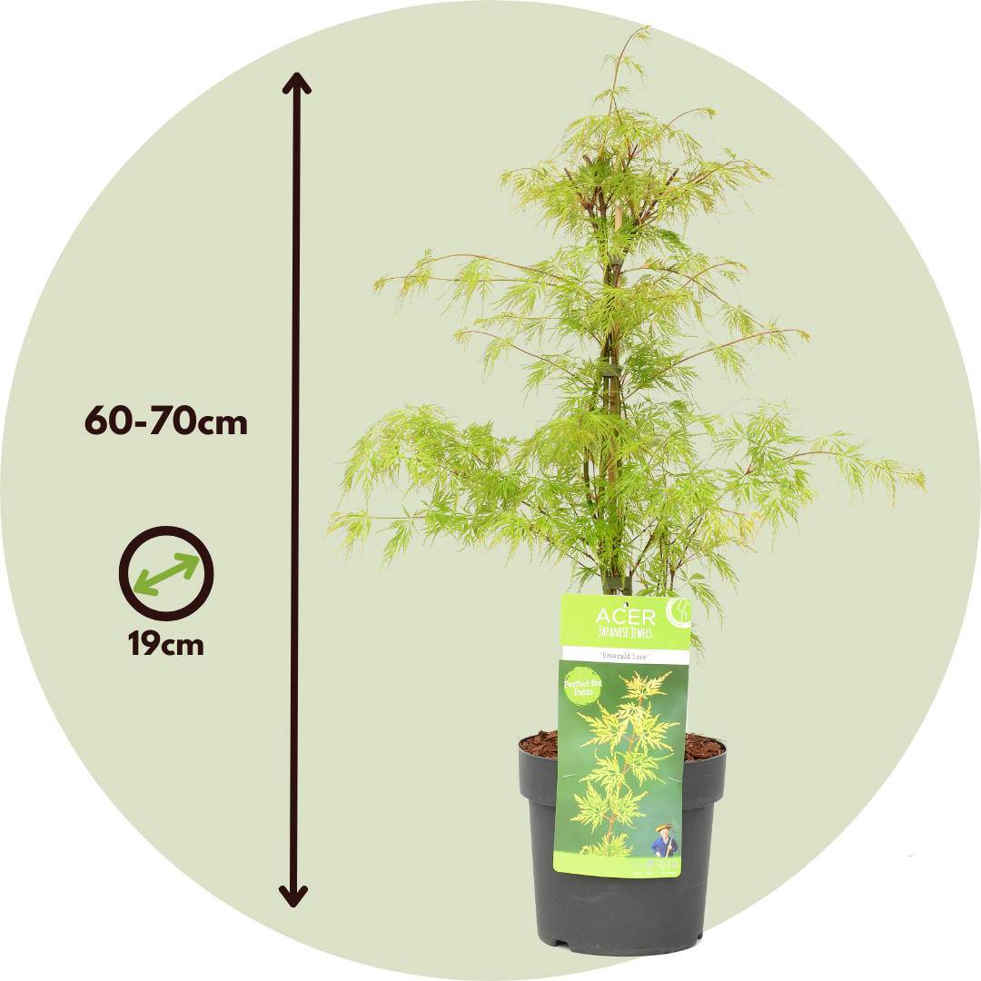 Arce Japonés - 2 Pzs - Acer Palmatum 'emerald Lace' - Altura 60-70cm - ⌀19cm_2
