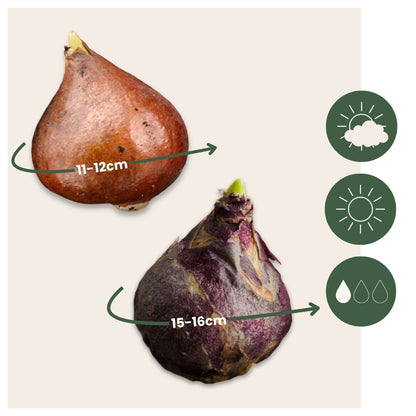 Mezcla De Bulbos De Flor - 25 Pzs - Tulipa Hyacinthus - Bulbos De Flores_2