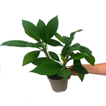 Plumeria Alba M17_0