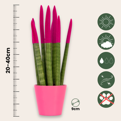 Lengua De Suegra Cilíndrica - Sansevieria Cylindrica - Altura 20-40cm - ⌀9cm_2