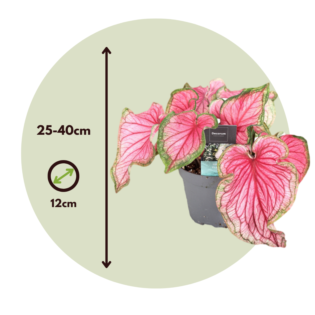 Caladio - Caladium 'sweetheart' - Altura 25-40cm - ⌀12cm_2