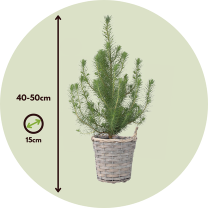 Árbol Navideño - Pinus Pinea 'silver Crest' - Altura 40-50cm - ⌀15cm_2