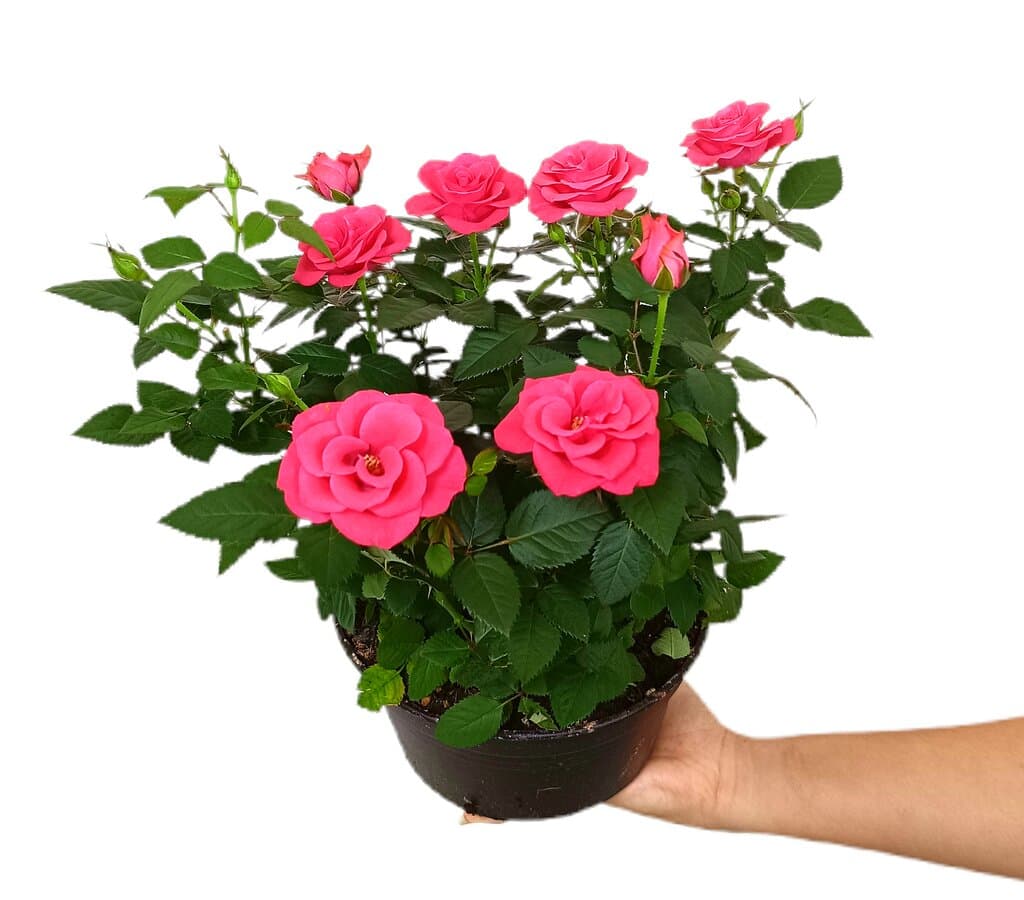 Rosal Favourite Roses M20