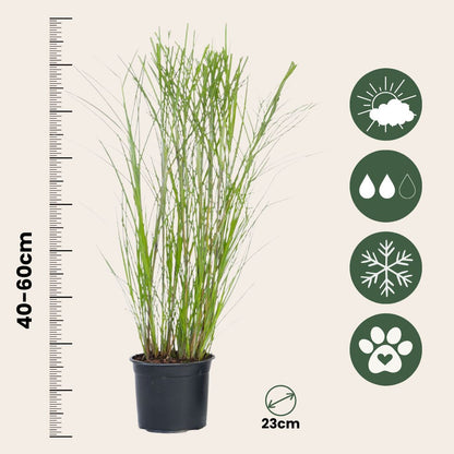 Pasto Plateado Chino - 2 Pzs - Miscanthus 'gracillimus' - Altura 40-60cm - ⌀23cm